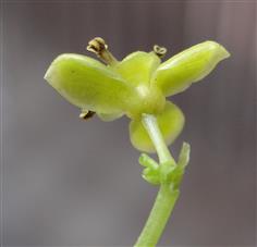  Male Flower-Lower View